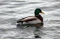 Green duck drake mallard swimming in Lake Charlevoix Michigan Royalty Free Stock Photo