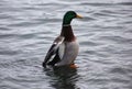 Green duck drake mallard swimming in Lake Charlevoix Michigan Royalty Free Stock Photo