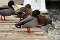 Green duck drake mallard swimming in Lake Charlevoix Michigan Royalty Free Stock Photo