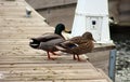 Green duck drake mallard swimming in Lake Charlevoix Michigan Royalty Free Stock Photo