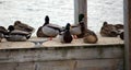 Green duck drake mallard swimming in Lake Charlevoix Michigan Royalty Free Stock Photo