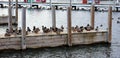 Green duck drake mallard swimming in Lake Charlevoix Michigan Royalty Free Stock Photo