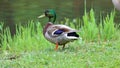 Green duck drake mallard swimming in Lake Charlevoix Michigan