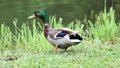 Green duck drake mallard swimming in Lake Charlevoix Michigan Royalty Free Stock Photo