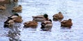 Green duck drake mallard swimming in Lake Charlevoix Michigan Royalty Free Stock Photo