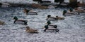 Green duck drake mallard swimming in Lake Charlevoix Michigan Royalty Free Stock Photo