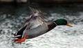 Green duck drake mallard swimming in Lake Charlevoix Michigan Royalty Free Stock Photo