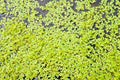 Green duckweed Royalty Free Stock Photo