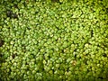 Green Duckweed covered