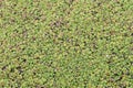 Green duckweed covered water