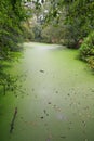 Green duckweed covers small pond Royalty Free Stock Photo