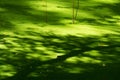 Green duckweed in exotic pond with light and shadow of tree nature background Royalty Free Stock Photo