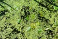 Green duckweed growing on water surface forming an interesting n