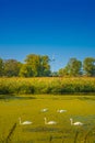 Green duckweed lake near Elbe river with group of white swans and wind turbines at sunny day and blue sky, Magdeburg, Germany Royalty Free Stock Photo