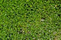 Green duckweed Lemna minor floating on water in the pond Royalty Free Stock Photo