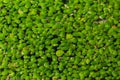 Green duckweed Lemna minor floating on water in the pond Royalty Free Stock Photo