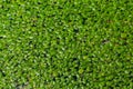 green duckweed Lemna minor floating on water in the pond Royalty Free Stock Photo