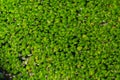 green duckweed Lemna minor floating on water in the pond Royalty Free Stock Photo