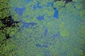 Green duckweed, lemna minor, on a pond surface Royalty Free Stock Photo