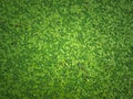 Green duckweed natural green background.