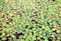 Green Duckweed natural background on water in a polluted water