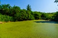Green duckweed on a surface of the swamp in forest Royalty Free Stock Photo