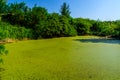 Green duckweed on a surface of the swamp in forest Royalty Free Stock Photo