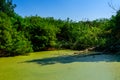 Green duckweed on a surface of the swamp in forest Royalty Free Stock Photo