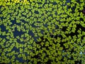 Green Duckweed on surface of water. Botanical of Spirodela polyrrhiza L. Schleid