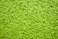 Green duckweed texture Royalty Free Stock Photo
