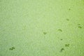 Green duckweed texture Royalty Free Stock Photo