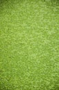 Green duckweed texture Royalty Free Stock Photo