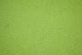 Green duckweed texture Royalty Free Stock Photo