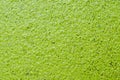 Green duckweed texture Royalty Free Stock Photo