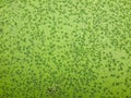 Green duckweed texture Royalty Free Stock Photo