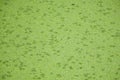green duckweed texture Royalty Free Stock Photo