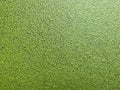 Green duckweed texture Royalty Free Stock Photo