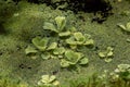 Green duckweed and water Lily leaves on the surface of a swamp in a rainforest greenhouse Royalty Free Stock Photo