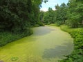 Green duckweed on the water Royalty Free Stock Photo