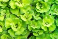 Green duckweed water plant background Royalty Free Stock Photo