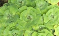 Green duckweed water plant Royalty Free Stock Photo