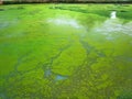 Green Duckweeds Floating on Water Surface in Swamp Royalty Free Stock Photo