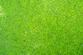 Green duckweeds floating on the water texture background. Duckweed is a tiny aquatic plant. It is the Vajrai which is the food of