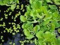 Green duckweeds water plant Royalty Free Stock Photo