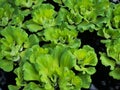 Green duckweeds water plant Royalty Free Stock Photo