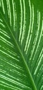 Green dumb cane leaf background