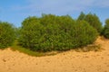 Green dune: planting forests is fixed sands and