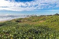 Green Dune Vegetation and Aloe Plants on Beach Dunes Royalty Free Stock Photo