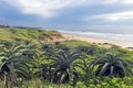 Green Dune Vegetation and Aloe Plants on Beach Dunes Royalty Free Stock Photo