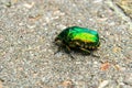 Green dung beetle crawling on the grey ground